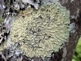 Flavoparmelia soredians image