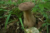 Tylopilus rubrobrunneus image