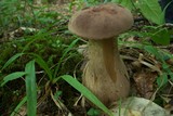 Tylopilus rubrobrunneus image