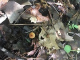Rhizomarasmius pyrrhocephalus image