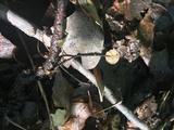 Rhizomarasmius pyrrhocephalus image