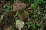 Tylopilus rubrobrunneus image