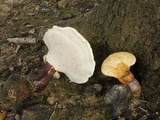 Ganoderma curtisii image