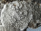 Lecanora rupicola var. rupicola image