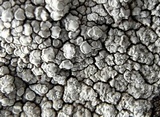 Lecanora rupicola var. rupicola image