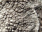 Lecanora rupicola var. rupicola image