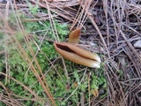 Wynnella silvicola image