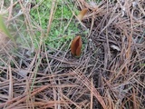 Wynnella silvicola image