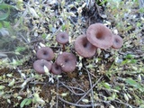 Image of Arrhenia hohensis