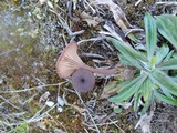 Arrhenia hohensis image