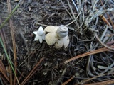 Geastrum quadrifidum image