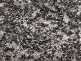 Rinodina oxydata image