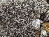 Rinodina oxydata image