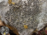 Rinodina oxydata image