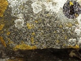 Rinodina oxydata image