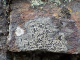 Rinodina oxydata image