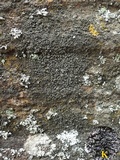 Rinodina teichophila image