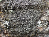 Rinodina teichophila image