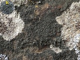 Rinodina teichophila image