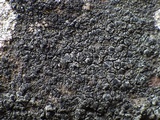 Rinodina teichophila image