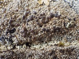 Rinodina atrocinerea image