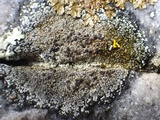 Rinodina atrocinerea image