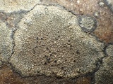 Rinodina atrocinerea image