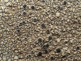 Rinodina atrocinerea image