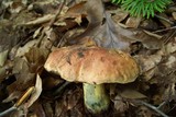 Boletus sensibilis image