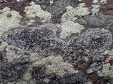 Diplotomma chlorophaeum image