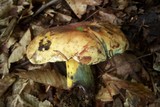 Boletus sensibilis image