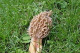 Morchella americana image