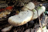 Trametes pubescens image