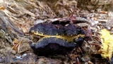 Nectriopsis violacea image
