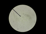 Kuehneromyces marginellus image