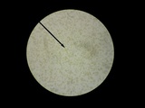 Kuehneromyces marginellus image
