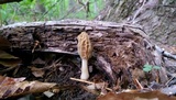 Morchella diminutiva image
