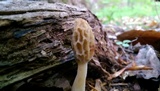 Morchella diminutiva image