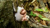 Reticularia lycoperdon image