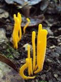 Clavulinopsis laeticolor image