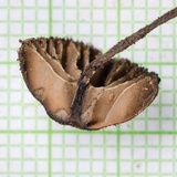 Pouzarella ferreri image