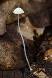 Mycena chloroxantha image