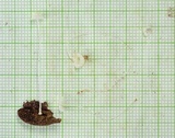 Mycena chloroxantha image