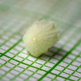 Mycena chloroxantha image
