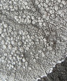 Lecanora rupicola var. rupicola image
