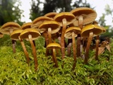 Kuehneromyces lignicola image