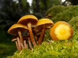 Kuehneromyces lignicola image