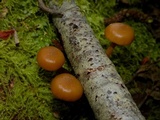 Kuehneromyces lignicola image