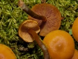 Kuehneromyces lignicola image