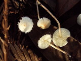Cystolepiota seminuda image